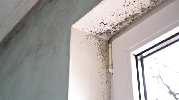 Best Mold Removal for HVAC Installations  in Smoke Rise, AL