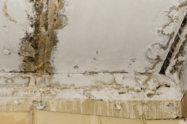 Best Mold Remediation for Rental Properties  in Smoke Rise, AL