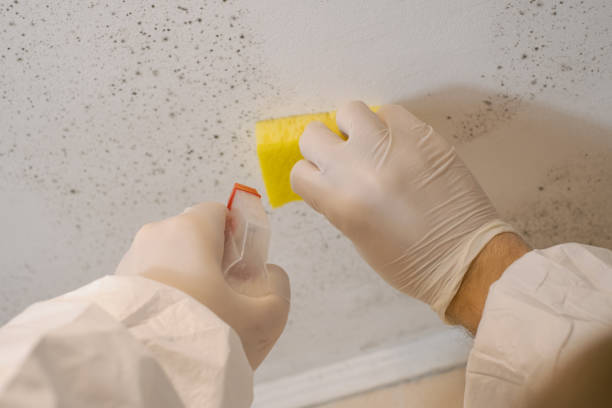 Best Post-Remediation Verification Testing  in Smoke Rise, AL
