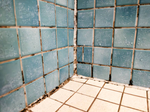 Best Airborne Mold Testing  in Smoke Rise, AL