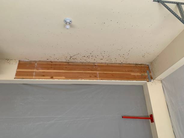 Best Water Damage & Mold Remediation  in Smoke Rise, AL