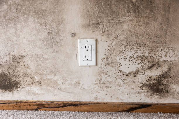Best Mold Damage Restoration  in Smoke Rise, AL