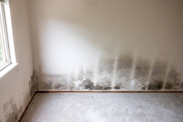 Best Basement Mold Removal  in Smoke Rise, AL