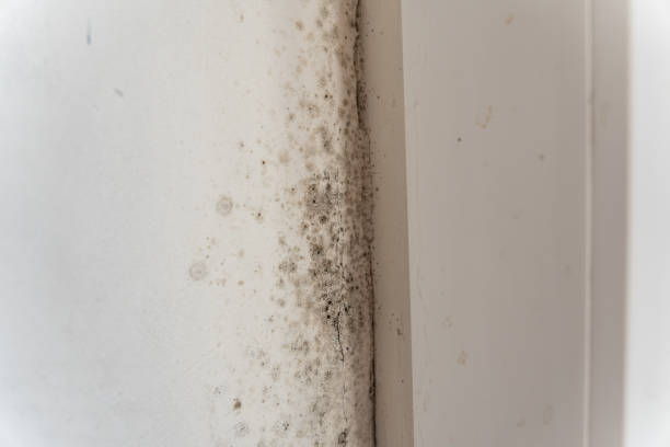 Smoke Rise, AL Mold Removal Company