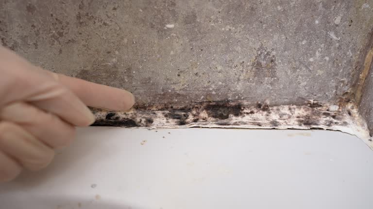 Best Comprehensive Air Testing for Mold Contaminants  in Smoke Rise, AL