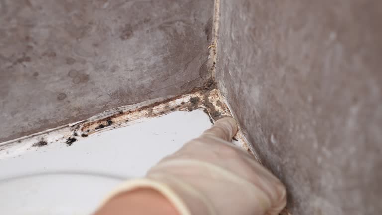 Best Forensic Mold Investigation  in Smoke Rise, AL